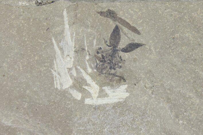 Fossil Flower With Stamen - Green River Formation, Utah #94953